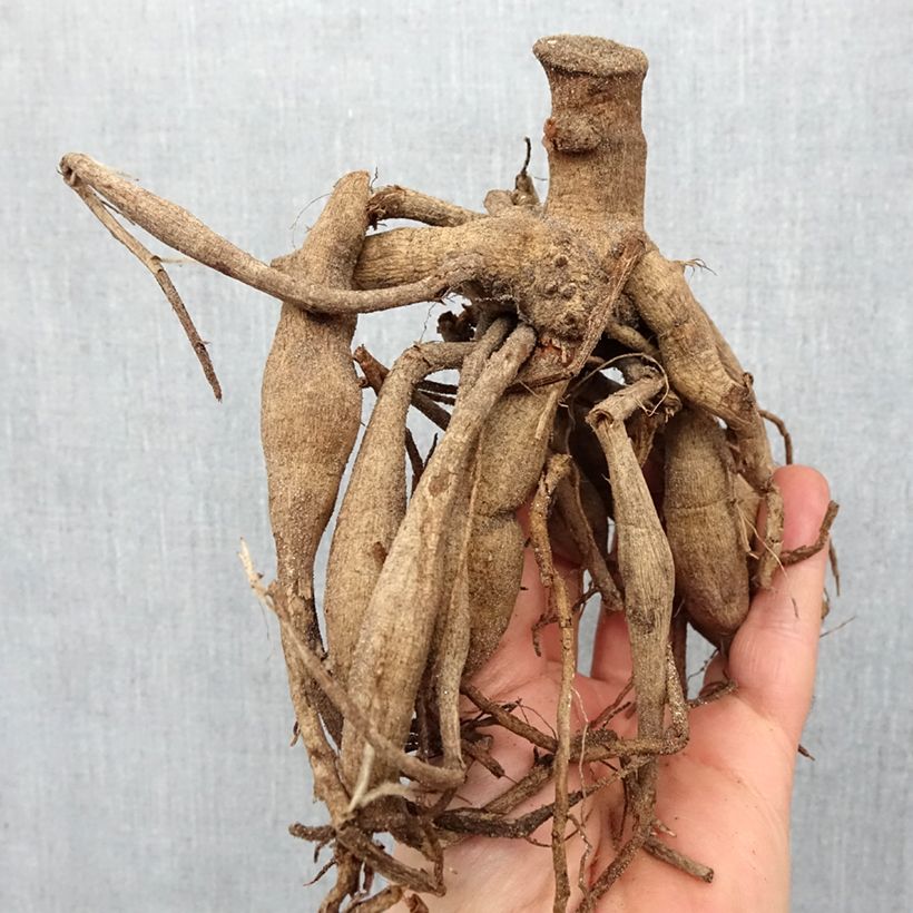 Dalia Cupido Bulbo taglia I esemplare consegnato in primavera