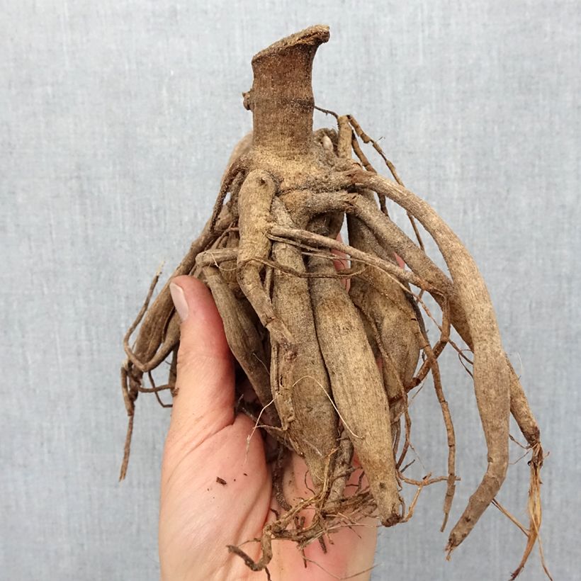 Dalia Knock Out / Mystic Illusion Bulbo esemplare consegnato in primavera