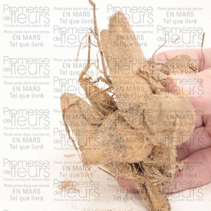 Example of Dalia Perle d'Heemstede Bulbo as you get