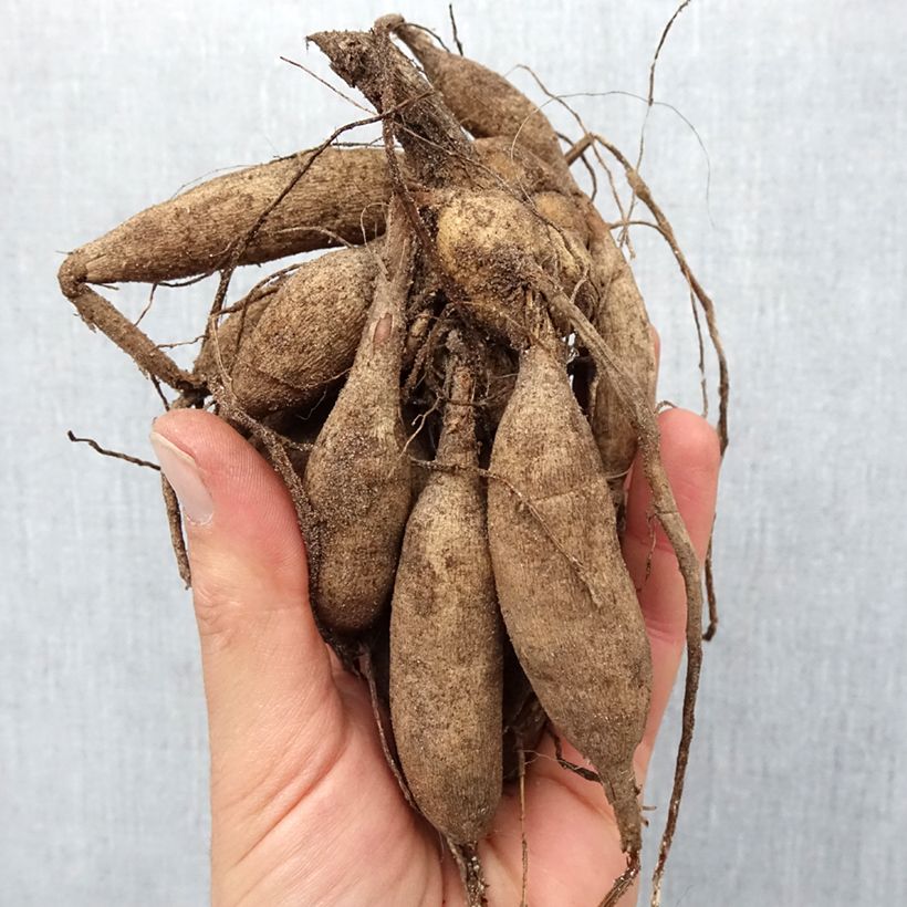 Example of Dalia ball Salsa Bulbo taglia I as you get in printemps