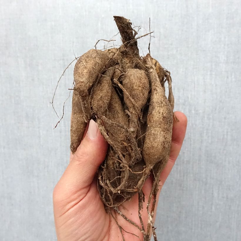 Dalia ball Stolze von Berlin Bulbo taglia I esemplare consegnato in primavera