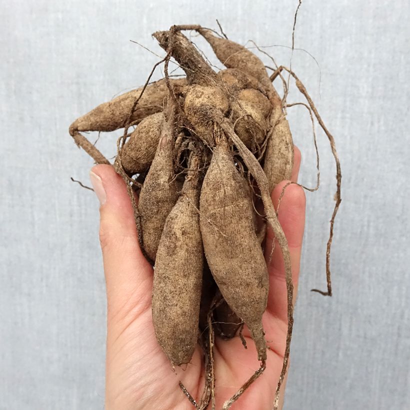 Example of Dalia ball Sunny Boy Bulbo taglia I as you get in printemps