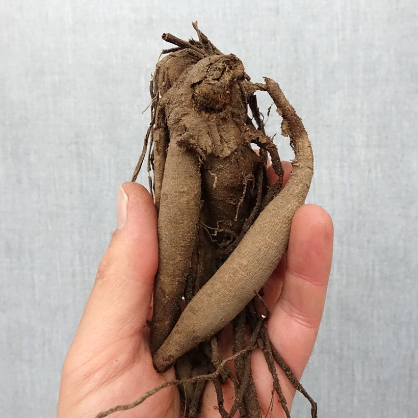 Example of Dalia cactus Café de Paris Bulbo taglia I as you get in printemps