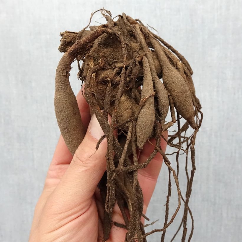 Dalia cactus Misses Dutch Bulbo taglia I esemplare consegnato in primavera