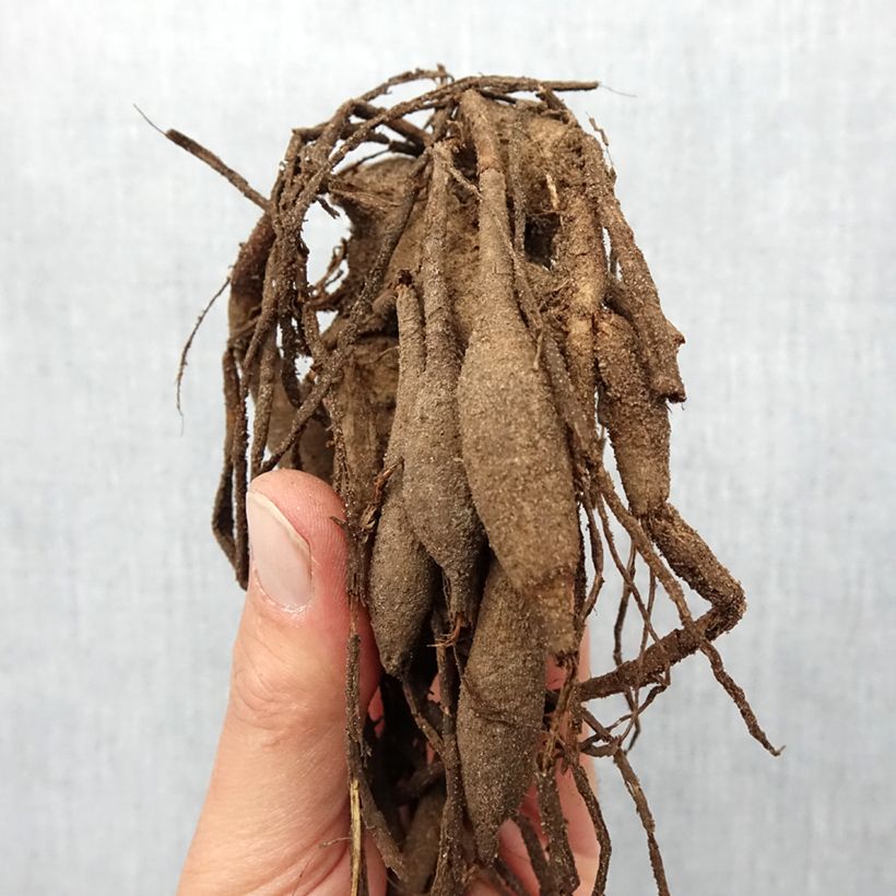 Dalia cactus Rip City Bulbo taglia I esemplare consegnato in primavera