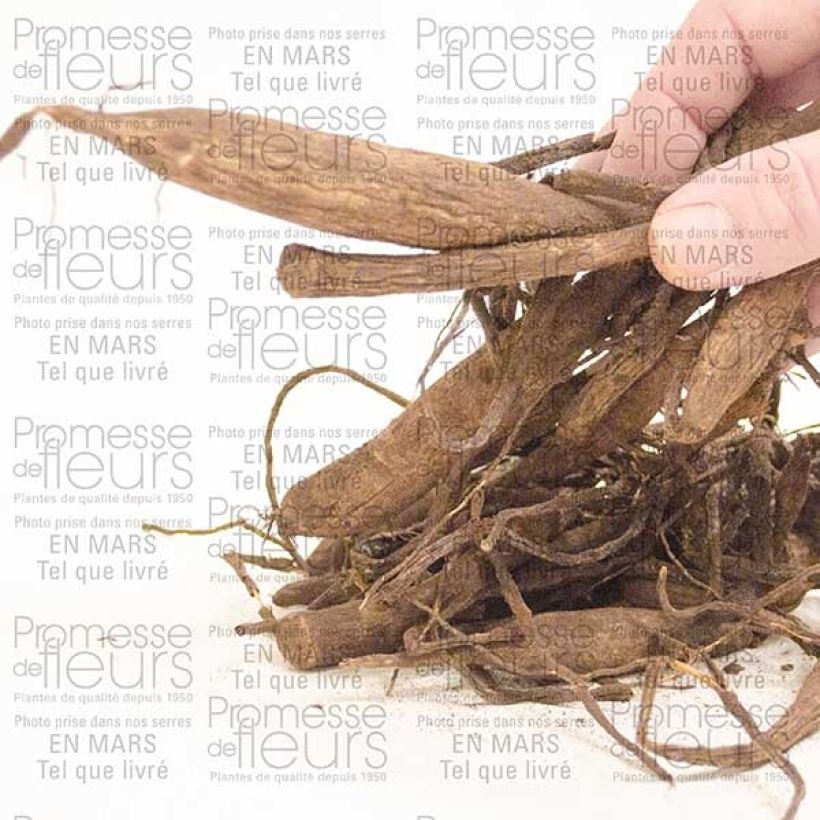 Example of Dalia ball Wizard Of Oz Bulbo taglia I as you get