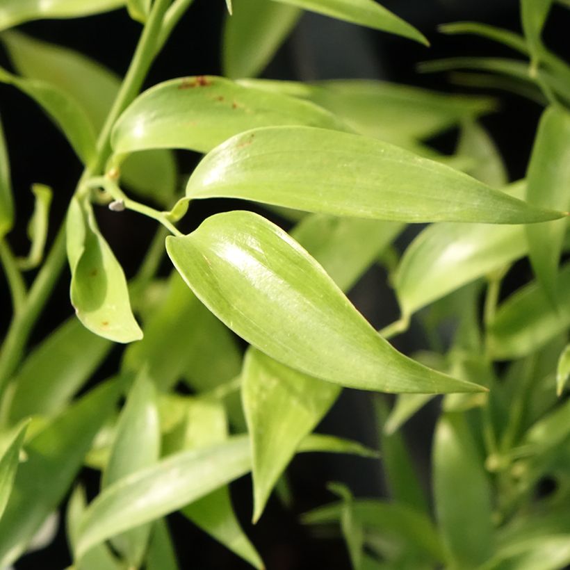 Danae racemosa - Lauro d'Alessandria (Foliage)