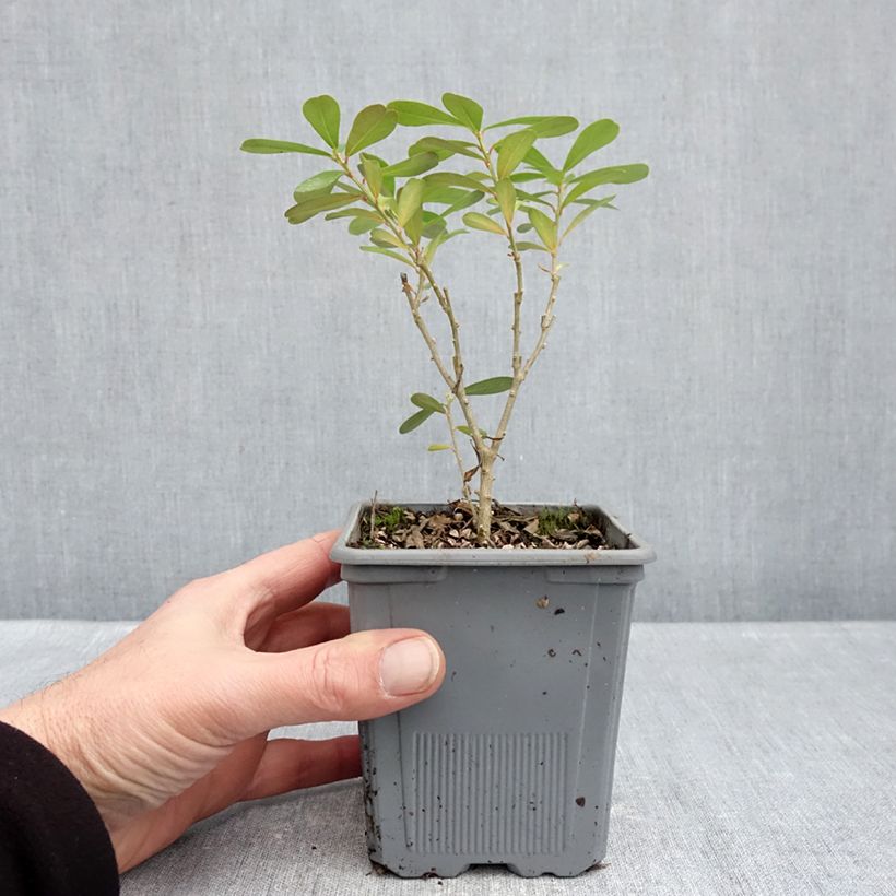 Example of Daphne gemmata Royal Crown - Dafne Vaso da 1L/1,5L as you get in hiver