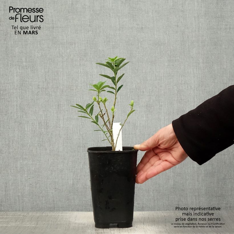 Example of Daphne gemmata Royal Crown - Dafne Vaso da 2L/3L as you get in printemps