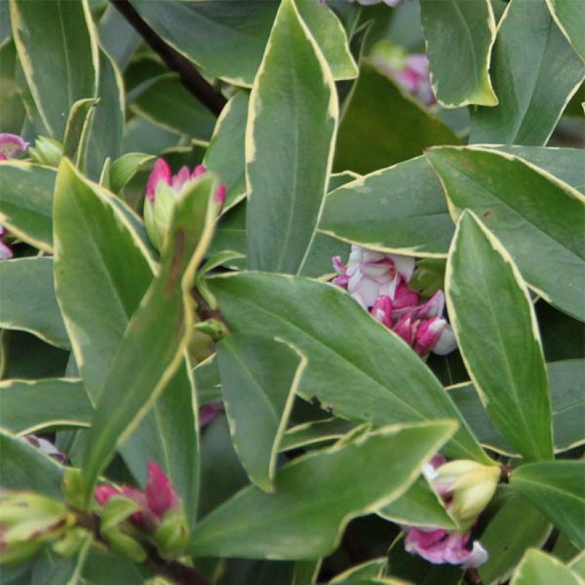 Daphne odora Aureomarginata - Dafne odorosa (Foliage)
