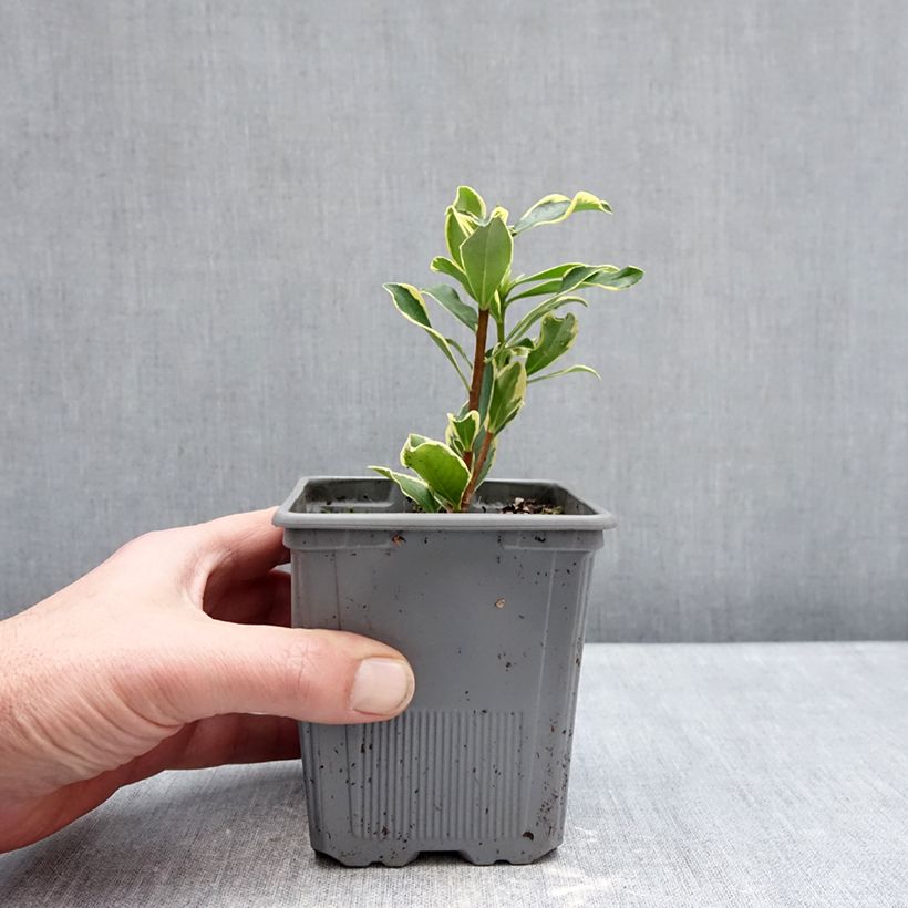 Daphne odora Rogald'or - Dafne odorosa Vaso da 1L/1,5L esemplare consegnato in inverno