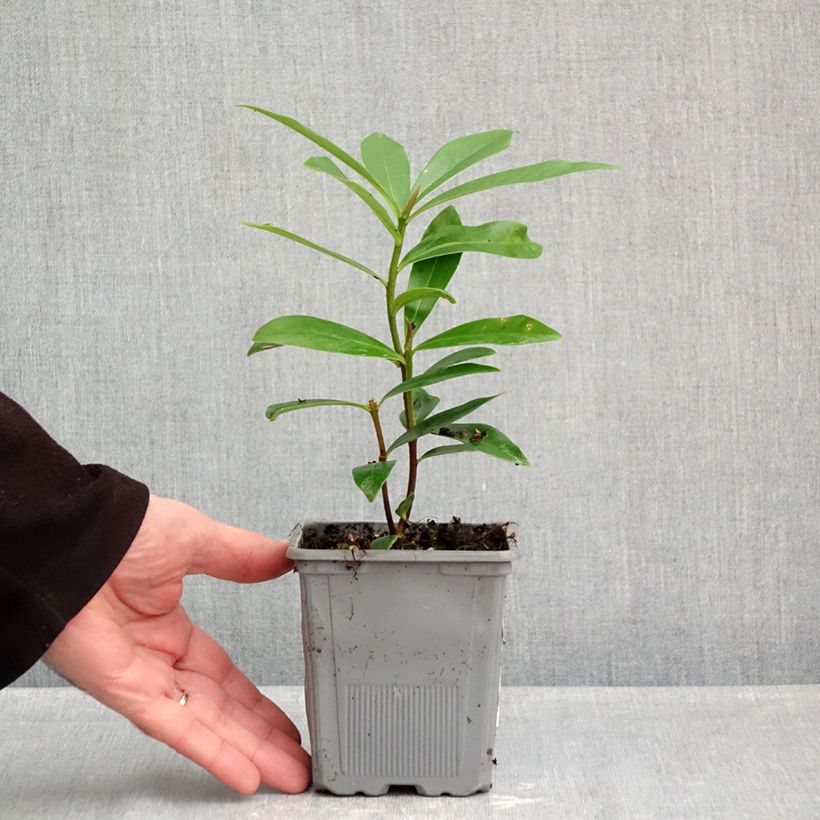 Example of Daphne Perfume Princess - Dafne Vaso da 1L/1,5L as you get in automne