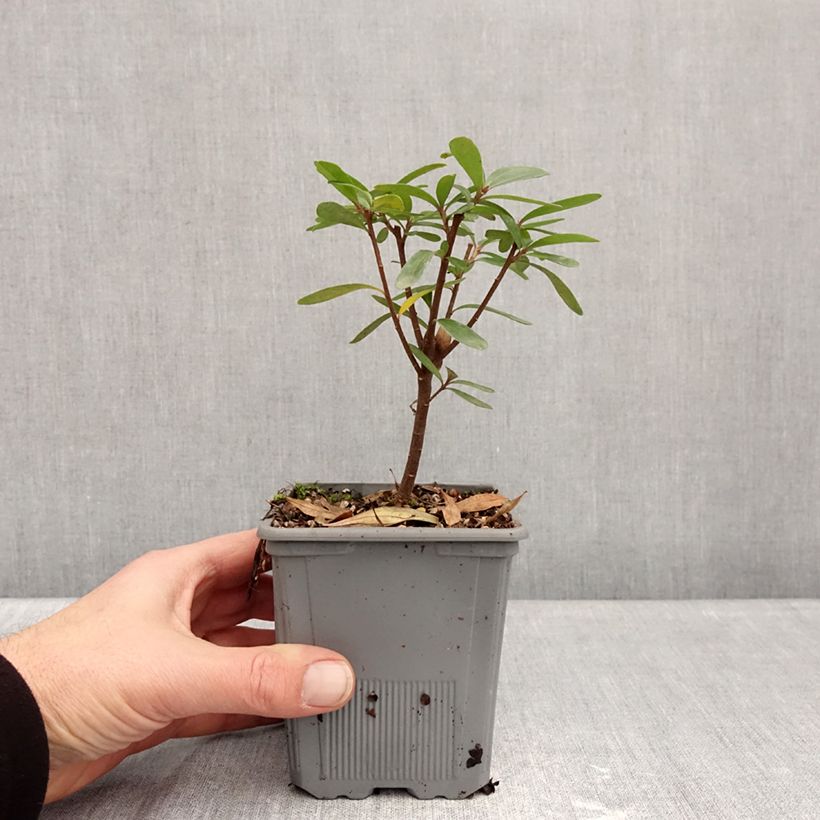 Daphne x transatlantica Bella Rose - Dafne Vaso da 1L/1,5L esemplare consegnato in inverno