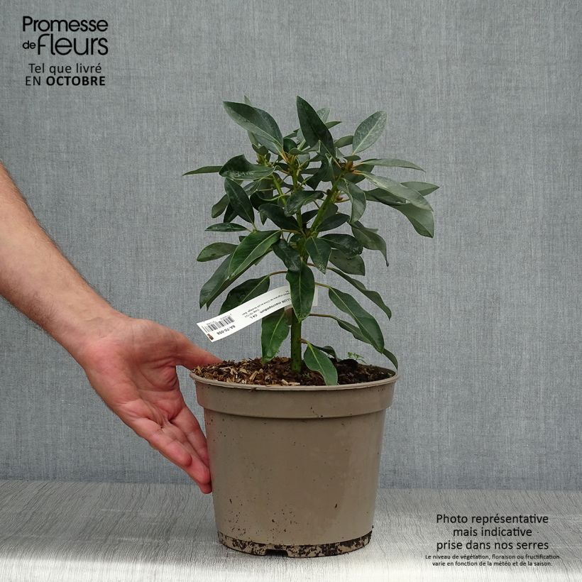 Esemplare di Daphniphyllum himalayense subsp. macropodum Vaso da 2L/3L come consegnato in autunno