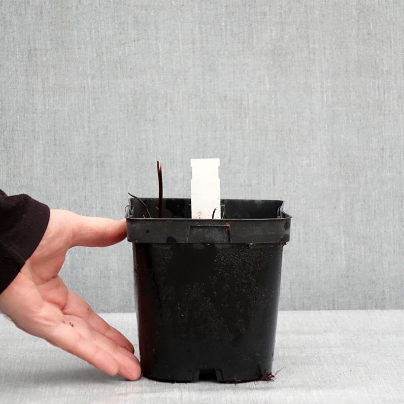 Example of Darmera peltata Vaso da 2L/3L as you get in hiver