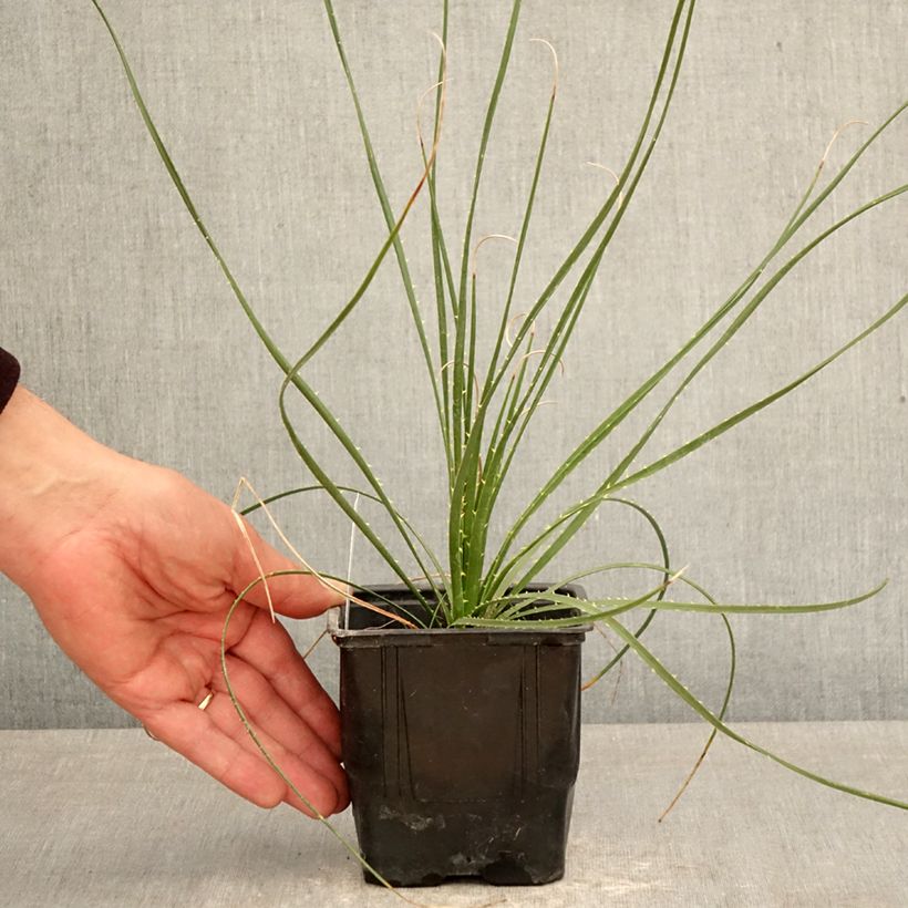 Dasylirion wheeleri Vaso da Ø 12 cm / 13 cm esemplare consegnato in primavera