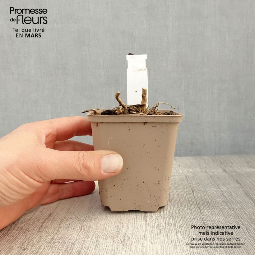 Datisca cannabina Vasetto da 8/9 cm esemplare consegnato in primavera