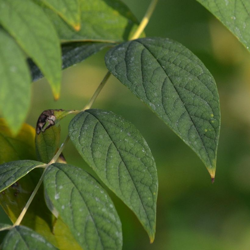 Decaisnea fargesii - Pianta dalle dita blu (Foliage)