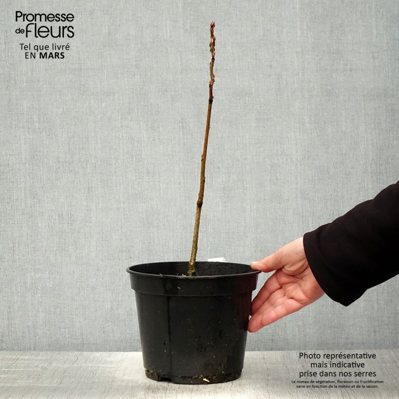 Example of Decaisnea fargesii - Pianta dalle dita blu Vaso da 2L/3L as you get in printemps