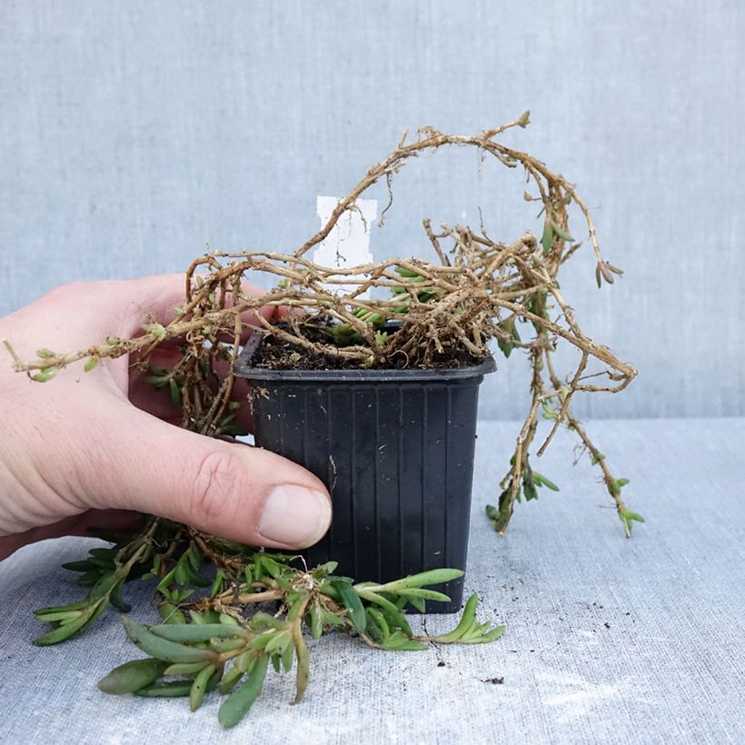 Delosperma ashtonii - Pourpier vivace, Delosperma d'Ashton Vasetto da 8/9 cm esemplare consegnato in inverno