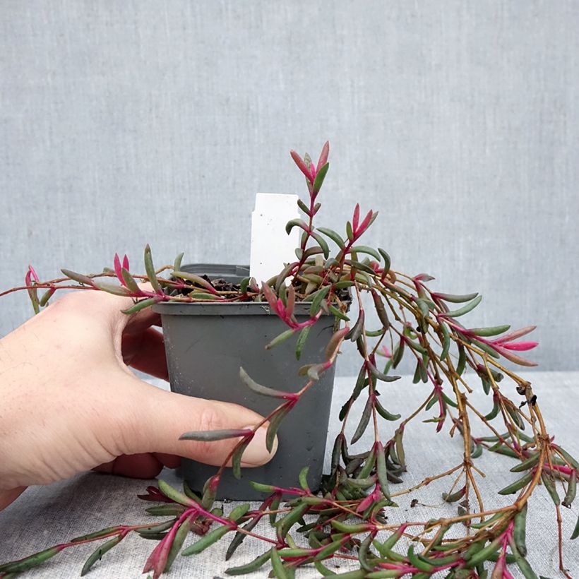 Example of Delosperma Desert Dancers Purple Vasetto da 8/9 cm as you get in hiver