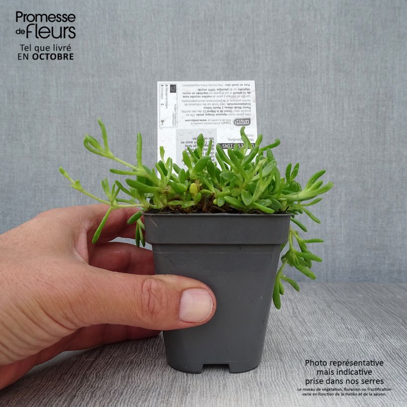 Esemplare di Delosperma lineare - Ficoïde jaune, Pourpier vivace Godet de 8/9 cm come consegnato in autunno