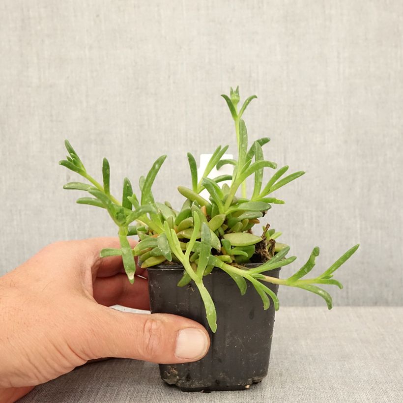 Delosperma Ocean Sunset Orange Glow Vasetto da 8/9 cm esemplare consegnato in primavera
