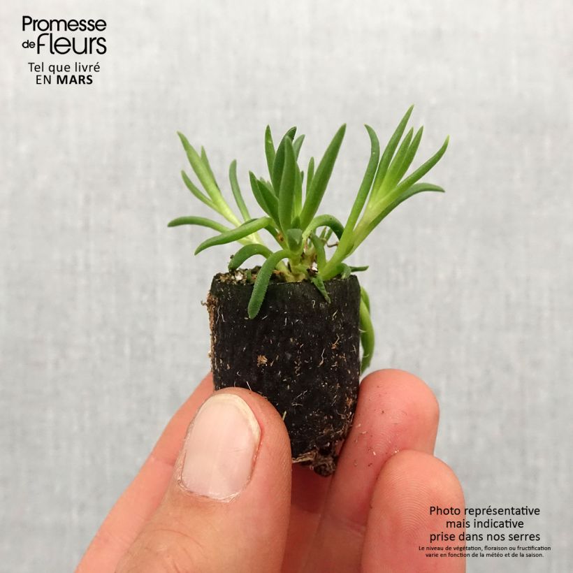 Delosperma (x) cooperi Royal Ranger Neon mini zolla... esemplare consegnato in primavera