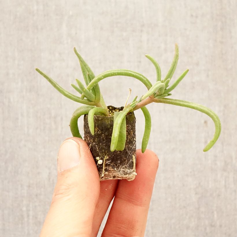 Delosperma congestum (x) cooperi Royal Ranger Red mini zolla... esemplare consegnato in primavera