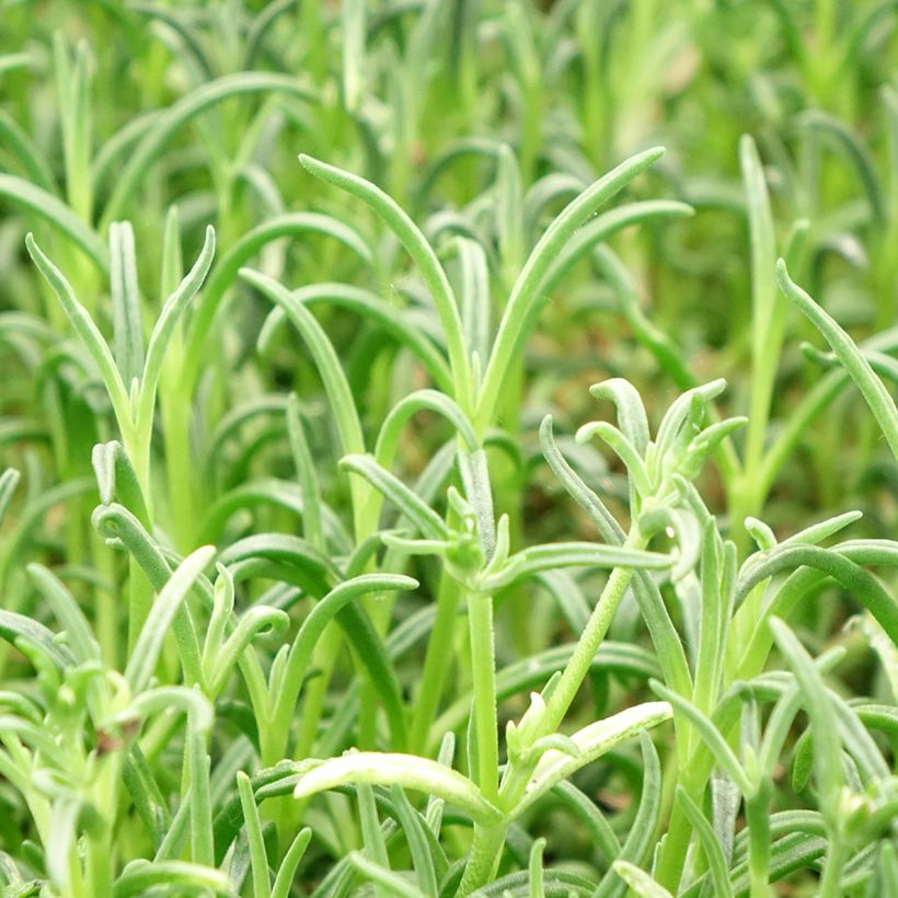 Delosperma Wheels of Wonder Violet (Fogliame)
