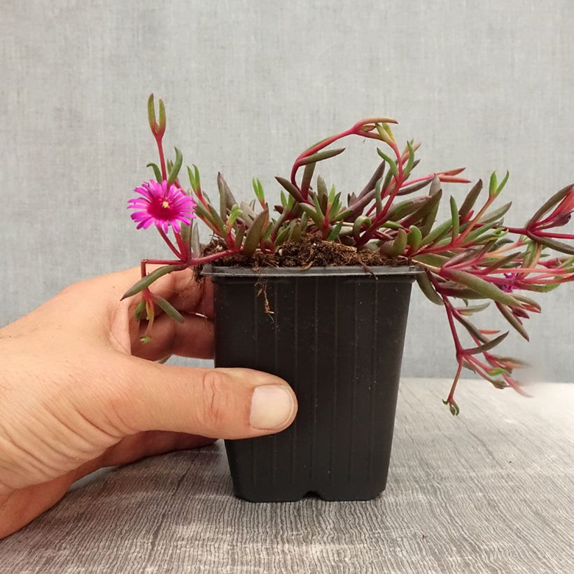 Esemplare di Delosperma Desert Dancers Purple Vasetto da 8/9 cm consegnato in estate