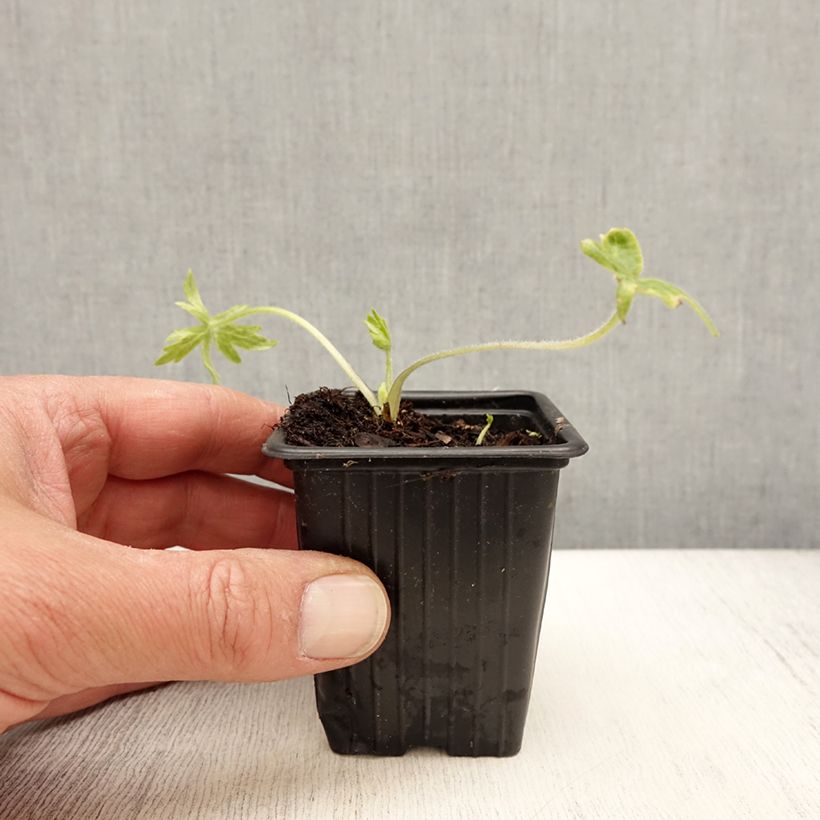 Example of Delphinium belladona Casa Blanca - Speronella Vasetto da 7/8 cm as you get in printemps