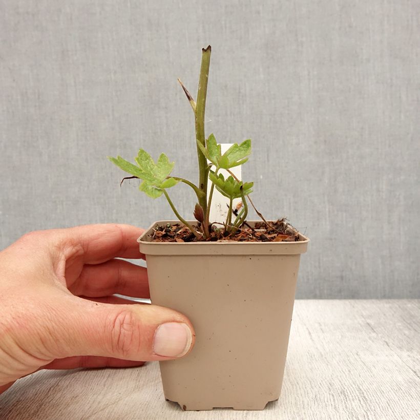 Example of Delphinium Pacific-hybrid Magic Fountain Dark Blue-Black Bee - Speronella Vasetto da 8/9 cm as you get in printemps