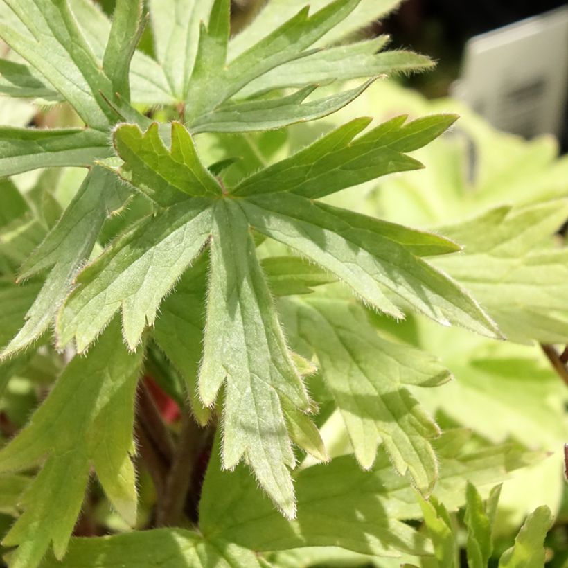 Delphinium Pacific-hybrid Magic Fountain Dark Blue-Black Bee - Speronella (Foliage)