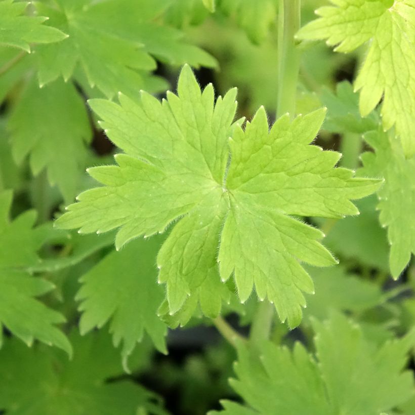 Delphinium Pacific-hybrid Magic Fountain Dark Blue-White Be - Speronella (Fogliame)