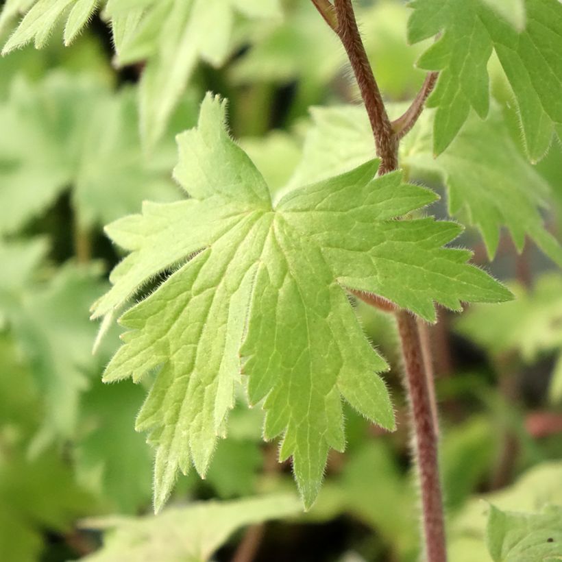Delphinium Pacific-hybrid Deep Rose-White Bee - Speronella (Foliage)