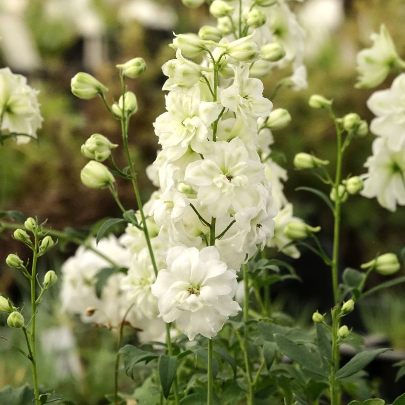 Delphinium elatum Double Innocence - Speronella elevata (Porto)