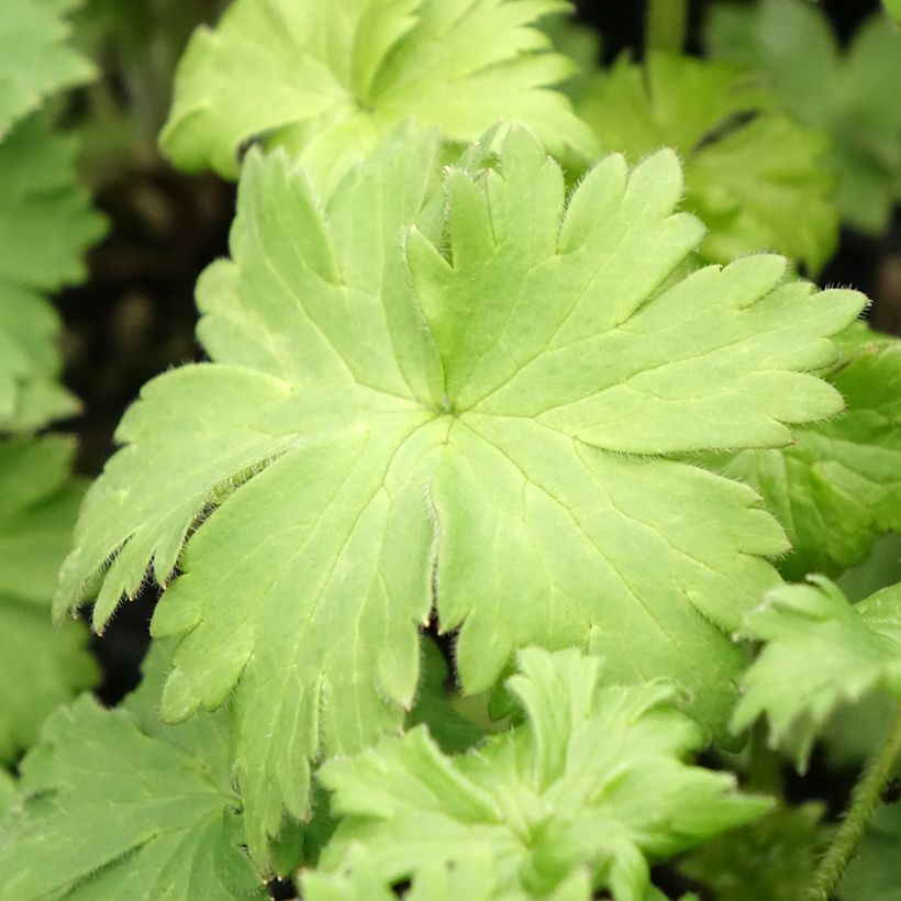 Delphinium elatum Highlander Bolero - Speronella elevata (Fogliame)