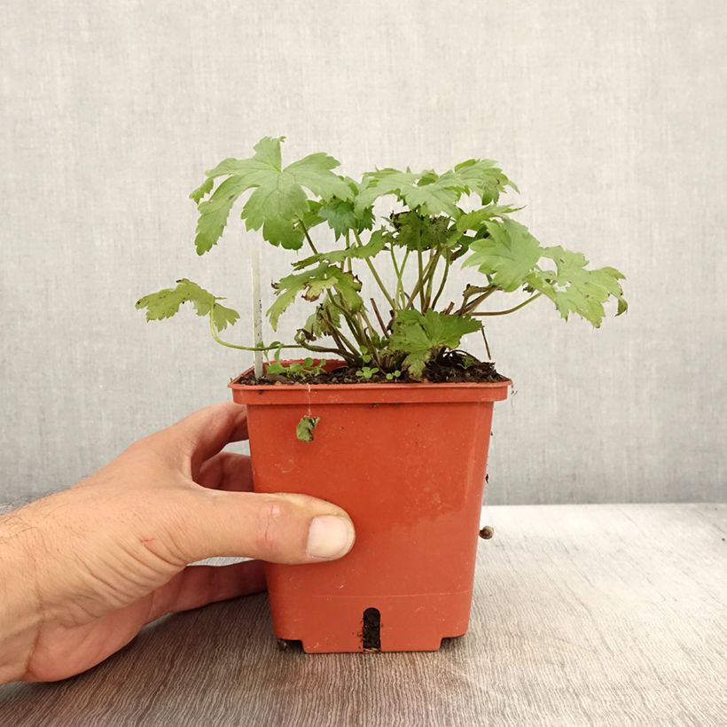 Esemplare di Delphinium Highlander Cha Cha - Pied d'alouette vivace Pot de 1L/1,5L come consegnato in autunno