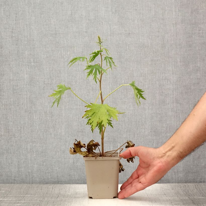 Esemplare di Delphinium elatum Highlander Flamenco - Speronella elevata Vasetto da 8/9 cm consegnato in estate