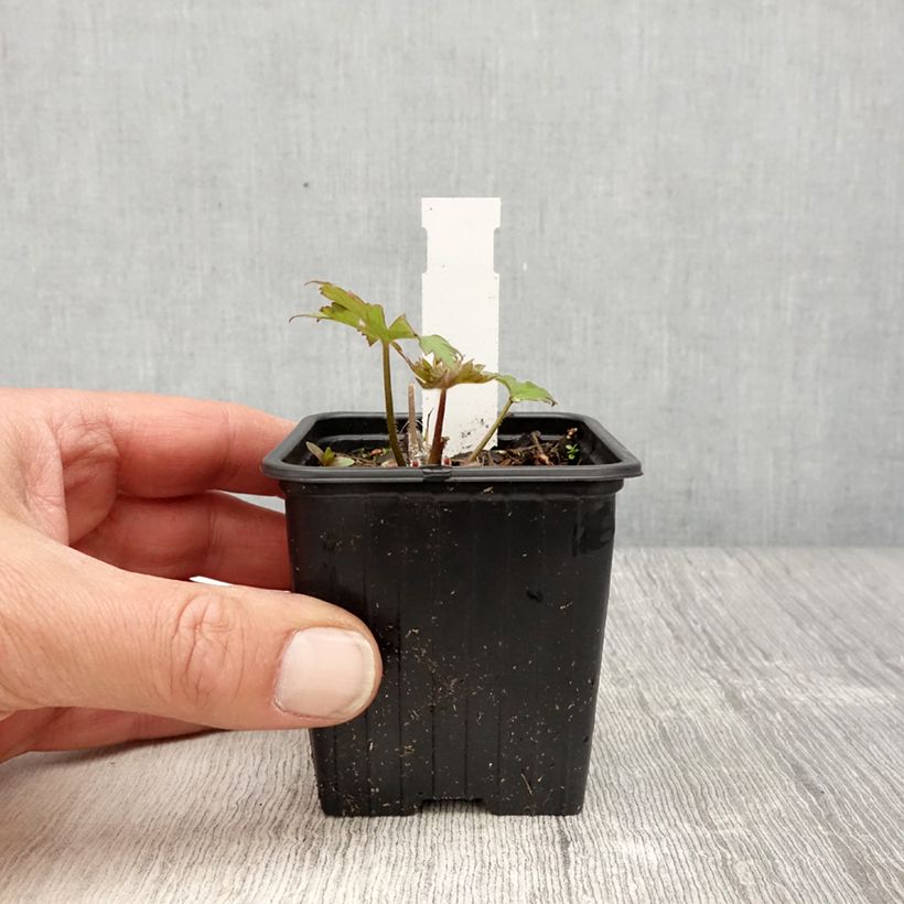 Delphinium elatum Highlander Flamenco - Speronella elevata Vasetto da 8/9 cm esemplare consegnato in primavera