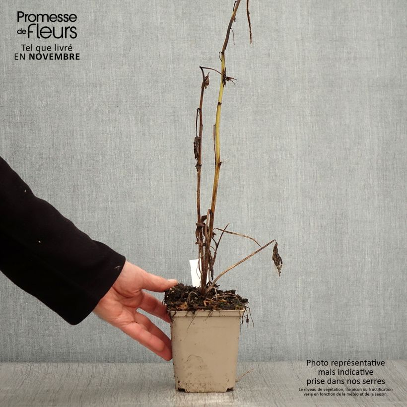Esemplare di Delphinium Highlander Samba - Pied d'Alouette vivace Godet de 8/9 cm come consegnato in autunno