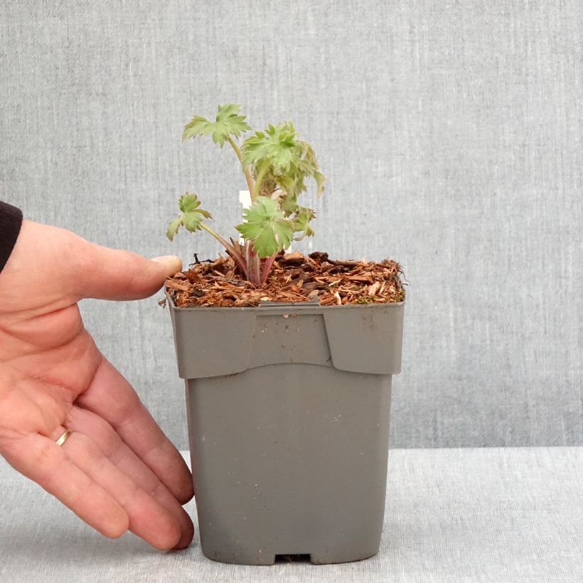 Delphinium elatum Highlander Samba - Speronella elevata Vasetto da 8/9 cm esemplare consegnato in primavera