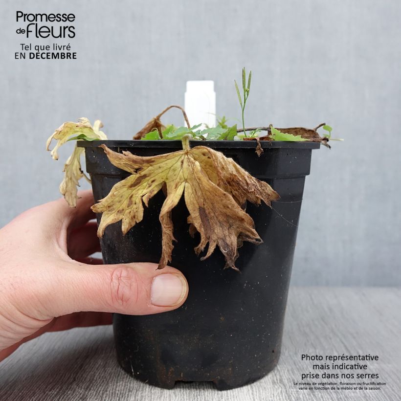 Esemplare di Delphinium Pacific-hybrid Galahad - Speronella Vaso da 2L/3L come consegnato in autunno