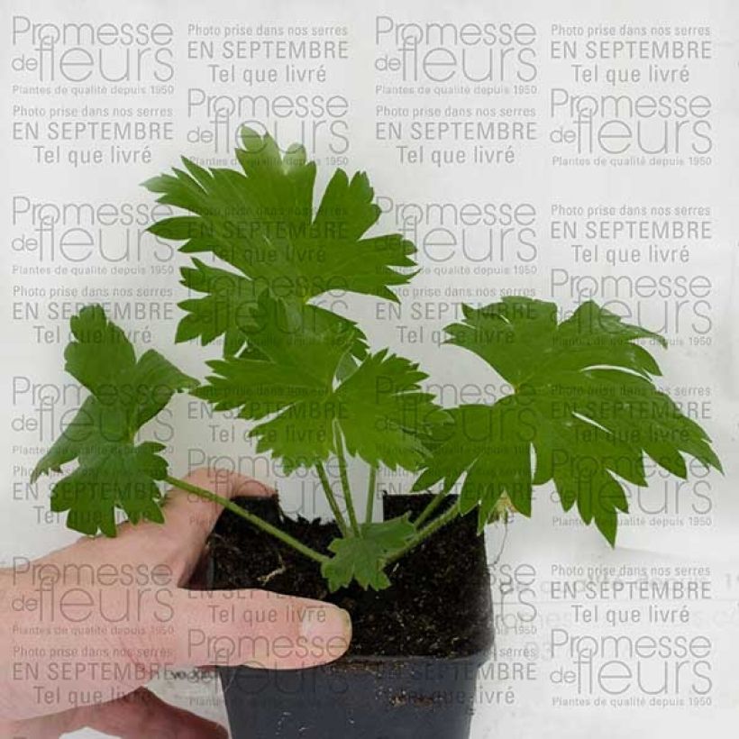Esempio di esemplare Delphinium Pacific Guinerve - Pied d'Alouette vivace Godet de 7/8 cm come consegnato