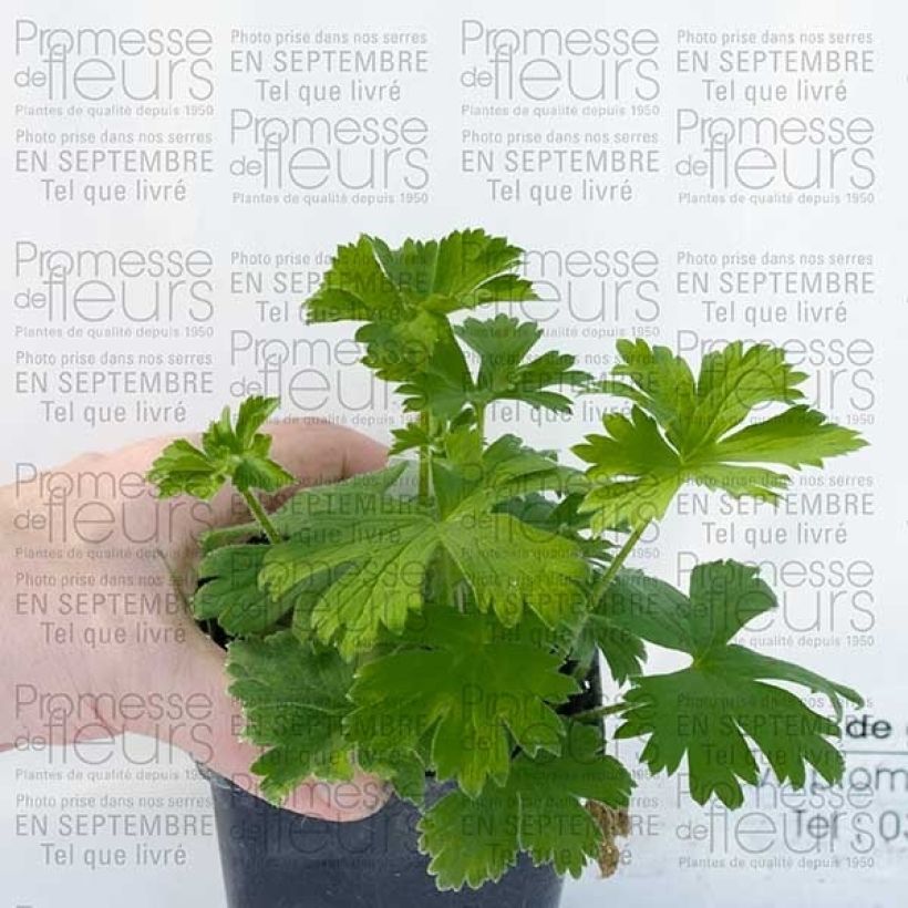 Delphinium Pacific-hybrid King Arthur - Speronella (Plant habit)