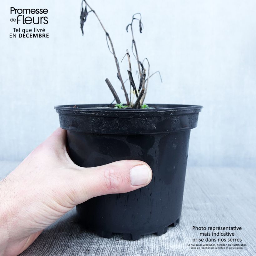 Esemplare di Delphinium Pacific Summer Skies - Pied d'Alouette vivace Pot de 2L/3L come consegnato in autunno
