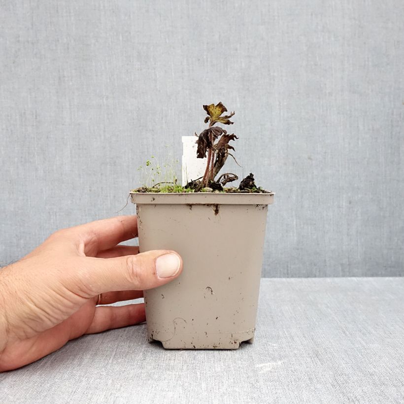 Esemplare di Delphinium Strawberry Fair - Speronella Vasetto da 8/9 cm come consegnato in autunno