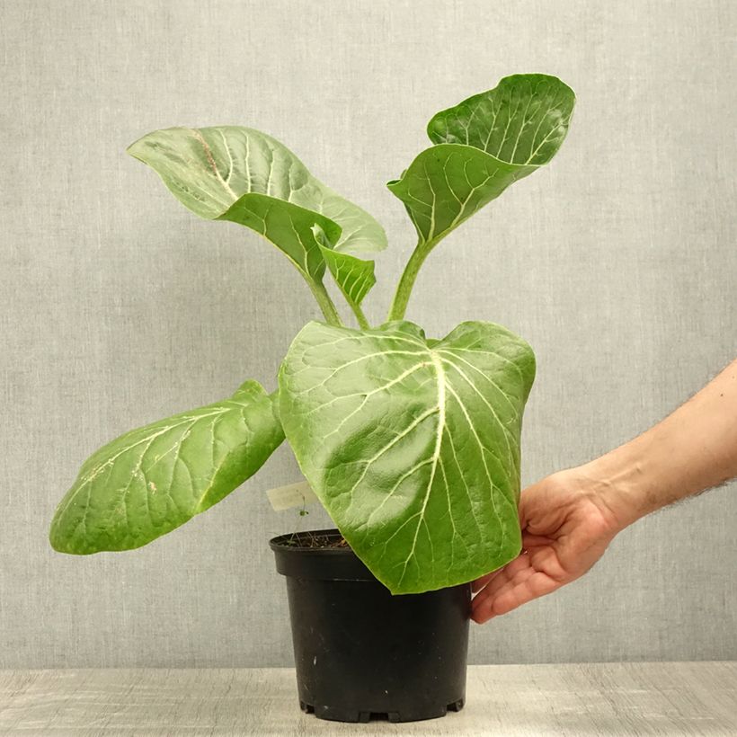 Esemplare di Dendroseris litoralis Vaso da 4L/5L consegnato in estate