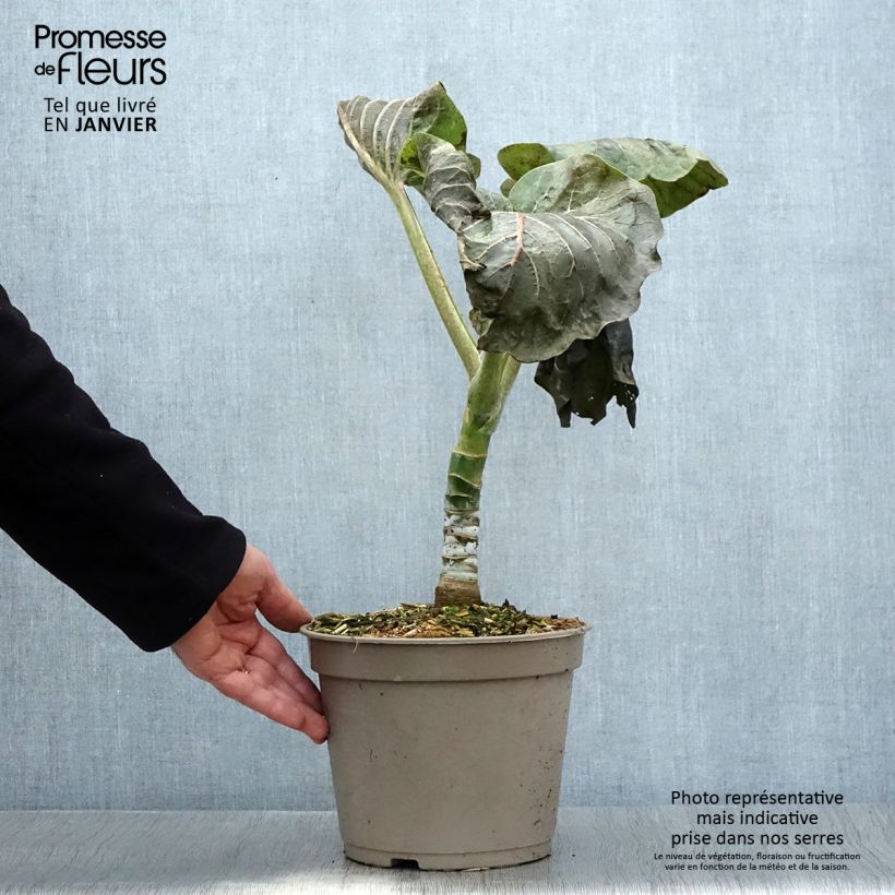 Example of Dendroseris litoralis Vaso da 4L/5L as you get in hiver